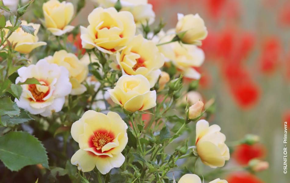 ©SUNFLOR - Primavera
